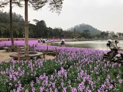 -顺峰山公园