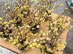 -三圣花乡旅游区