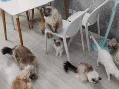 -喵的天空名猫咖啡馆·撸猫·猫舍·用品