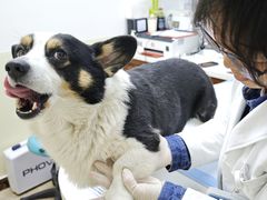 -美联众合动物医院·24h转诊中心