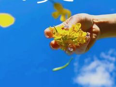 -西京湾花海