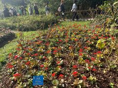 -中国科学院西双版纳热带植物园
