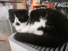 -平行世界·猫咖(首经贸店)
