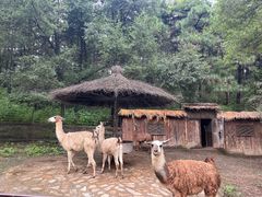 -沈阳森林动物园