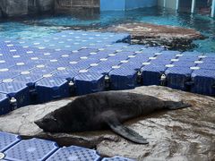 -海合安成都极地海洋公园