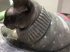 -李小姐の猫咖啡馆(五角场店)
