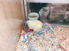 -藦茜花园宠物主题亲子互动体验馆(国顺东路店)