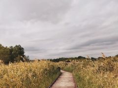 -西青郊野公园