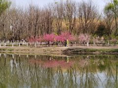 -大兴滨河森林公园