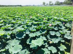 -重元寺香积厨素斋馆