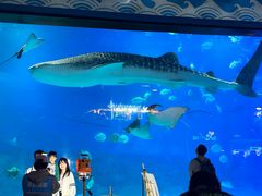 -烟台海昌鲸鲨海洋公园