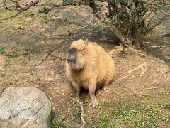 -上海野生动物园