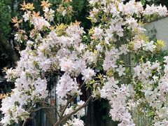 -大可堂普洱茶馆(襄阳南路馆)