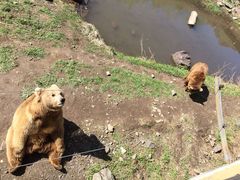 -新疆天山野生动物园