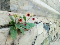-北京鹫峰国家森林公园