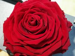 -ROSEONLY诺誓(青岛万象城店)