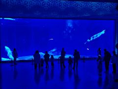 -上海海昌海洋公园-冰山北极馆