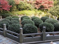 -十八棵（老龙井）御茶园(老龙井店)