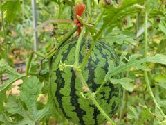 -庞各庄翠芳园西瓜蔬菜基地采摘园