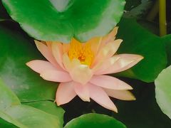-陈家山荷花公园