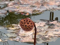 -成都南湖公园