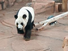 -秦皇岛野生动物园
