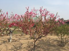 -大兴滨河森林公园