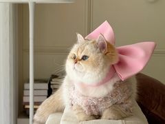 -爱侣宠医·鹦鹉专科·小型哺乳类·异宠专科(灵石路店)