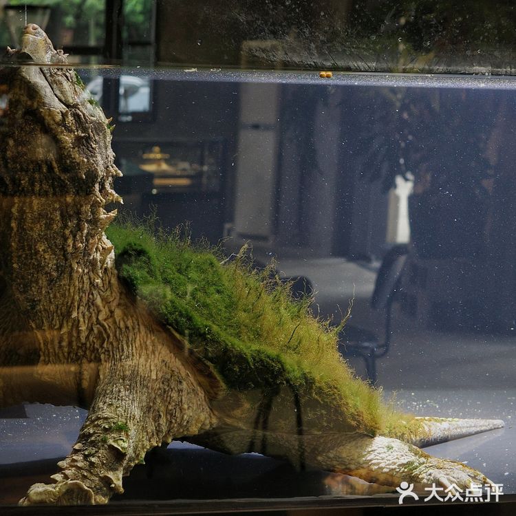 城市咖啡角落随性一刻🐢与保安室巨型龟的午后