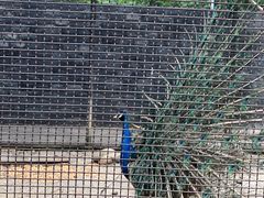 -合肥滨湖国家森林公园