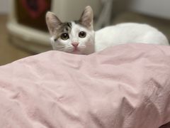 -纳吉亚猫专科动物诊疗中心(蒋宅口分院)