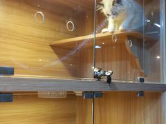 -猫十亿·布偶金渐层·曼基康矮脚猫舍(青年路店)