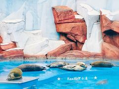 -上海海昌海洋公园