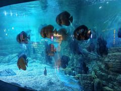 -烟台海昌鲸鲨海洋公园