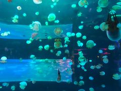 -左海海底世界
