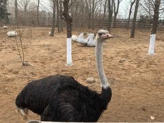 -大连森林动物园