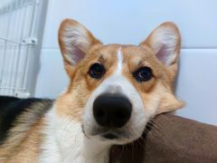 -安安宠医宠物医院·异宠·犬猫内科(岳阳分院)
