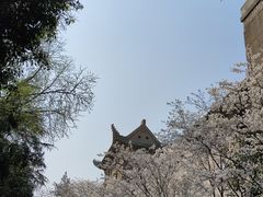 -武汉大学-樱园