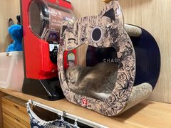 -MOCHA明星猫咖(田子坊店)