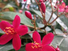 -芭比堂动物医院·心脏专科·夜诊·吉雅分院