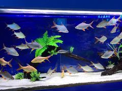 -沙沙哗啦海洋馆(华宇百花谷店)