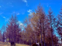 -御道口草原森林风景区