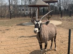 -大连森林动物园