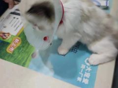 -佳怡动物医院·平价24小时·猫专科骨外科
