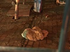 -大鹅岛绿色生态美食园