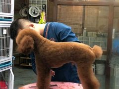 -阿荣24H宠物医院·综合型转诊中心·CT·核磁影像中心