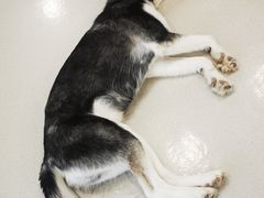 -共舞时光猫咖·狗咖(新街口店)