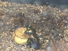 -上海大自然野生昆虫馆(东方明珠·爬宠昆虫探索中心)
