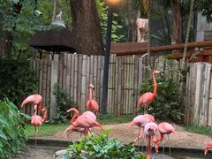 -清迈夜间动物园