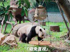 -广州动物园